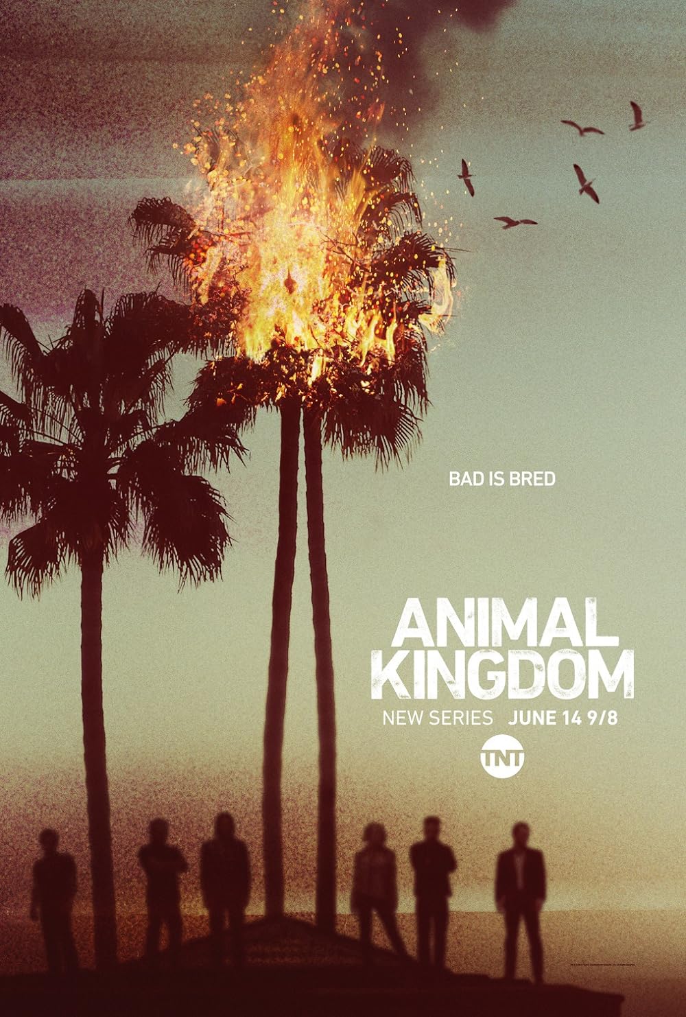 Animal Kingdom 