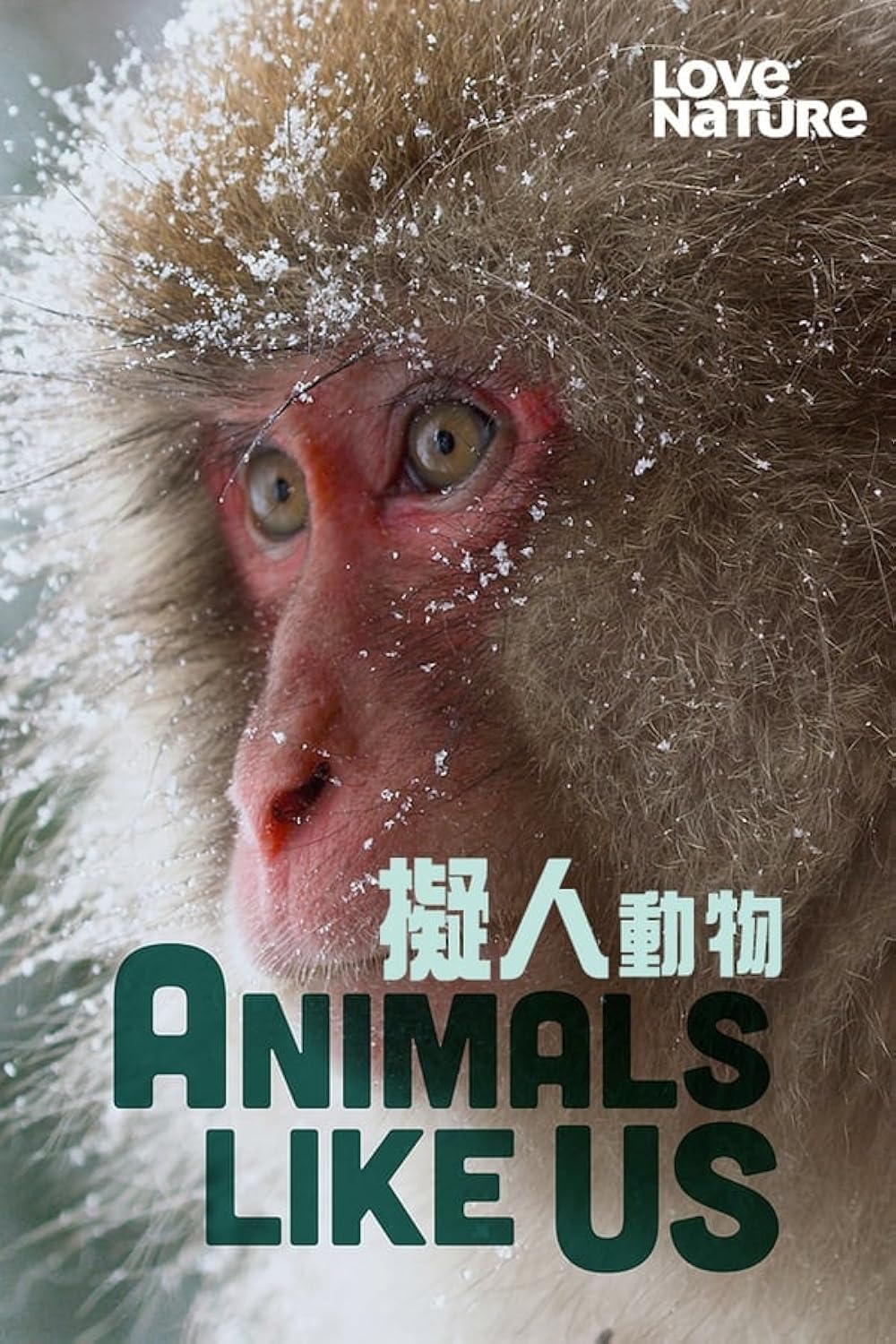 Animals Like Us 