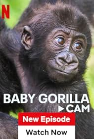 Baby Gorilla Cam 