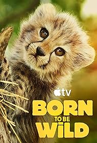 Born to be Wild 