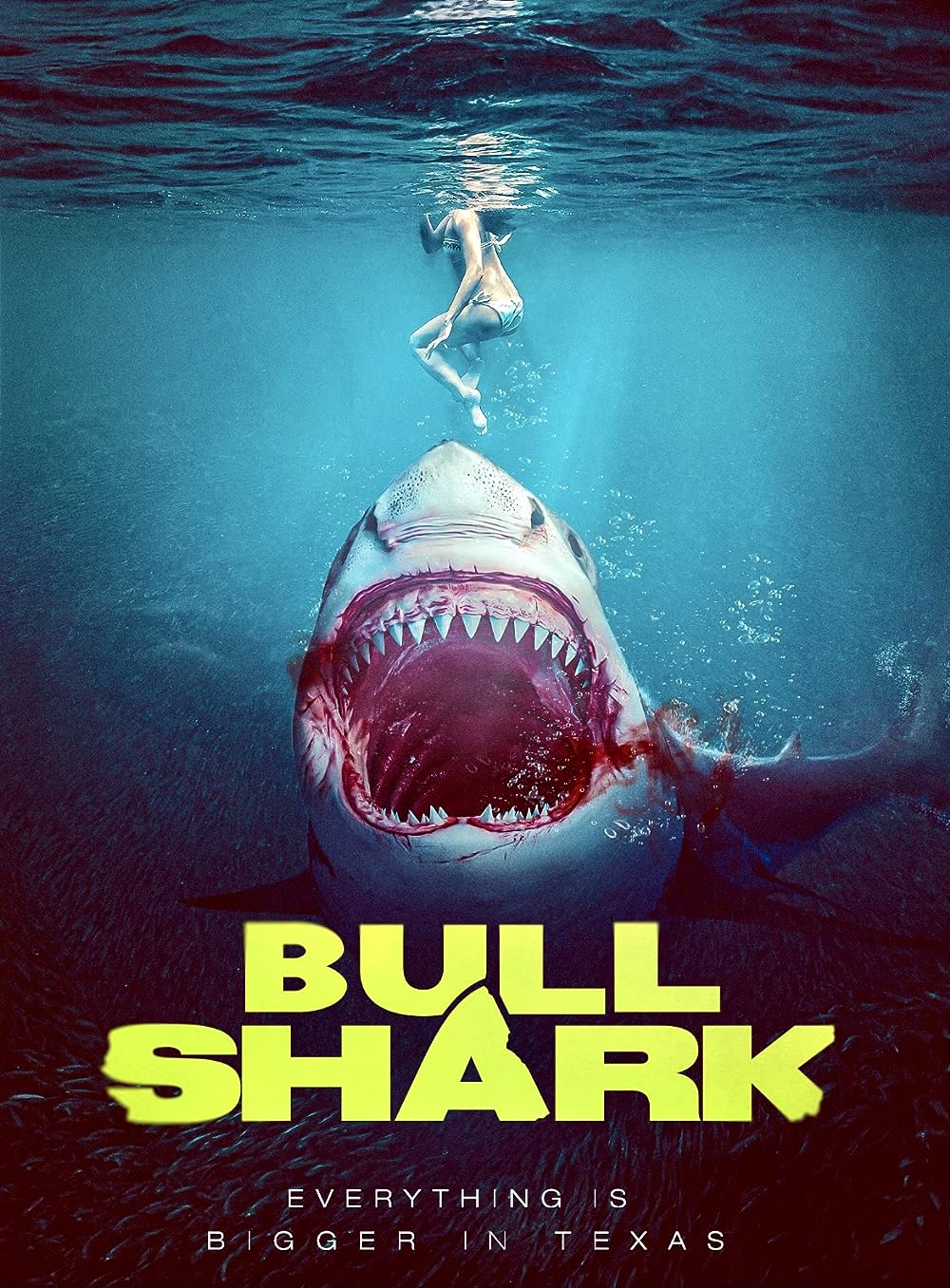 Bull Shark 