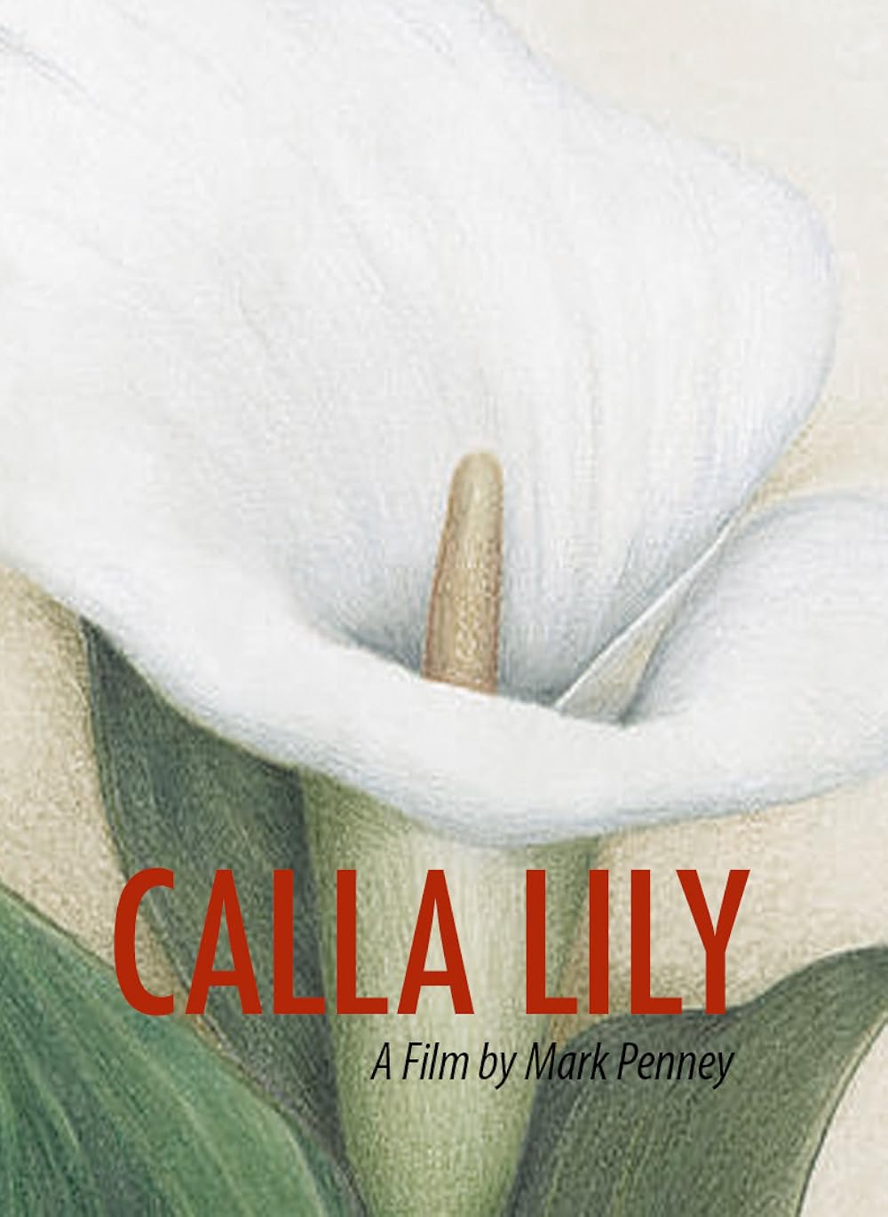 Calla Lily 
