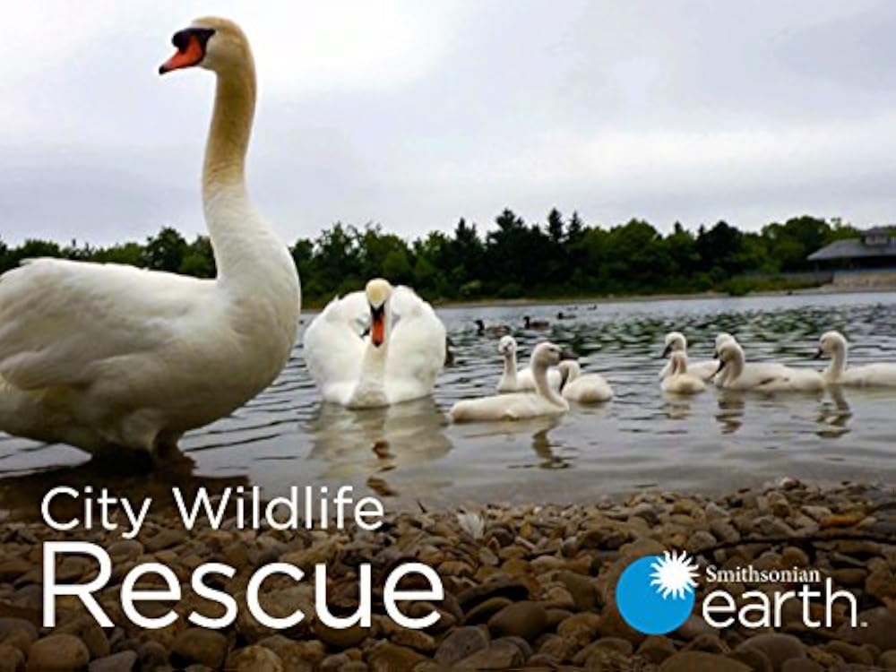 City Wildlife Rescue 