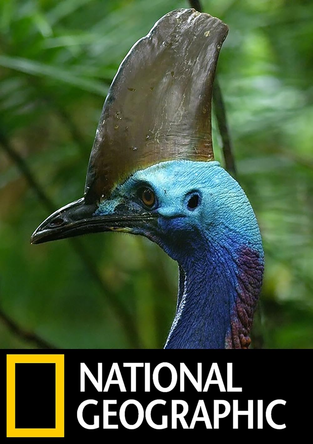 Dino Bird 