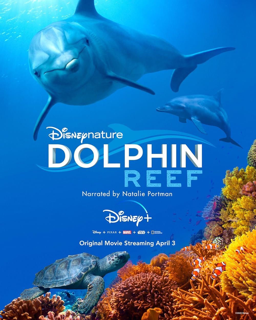 Dolphin Reef 