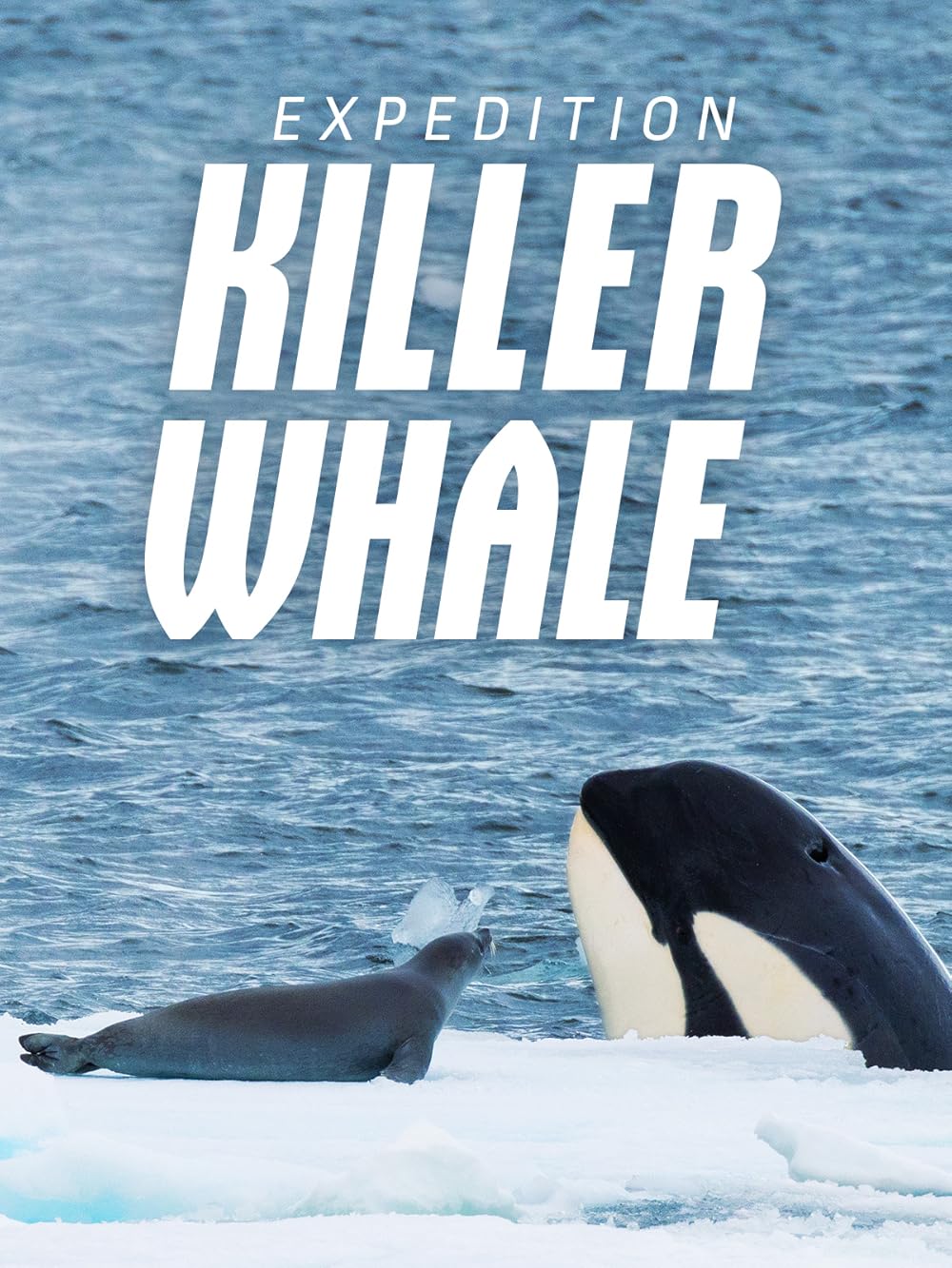 Expedition Killer Whale 