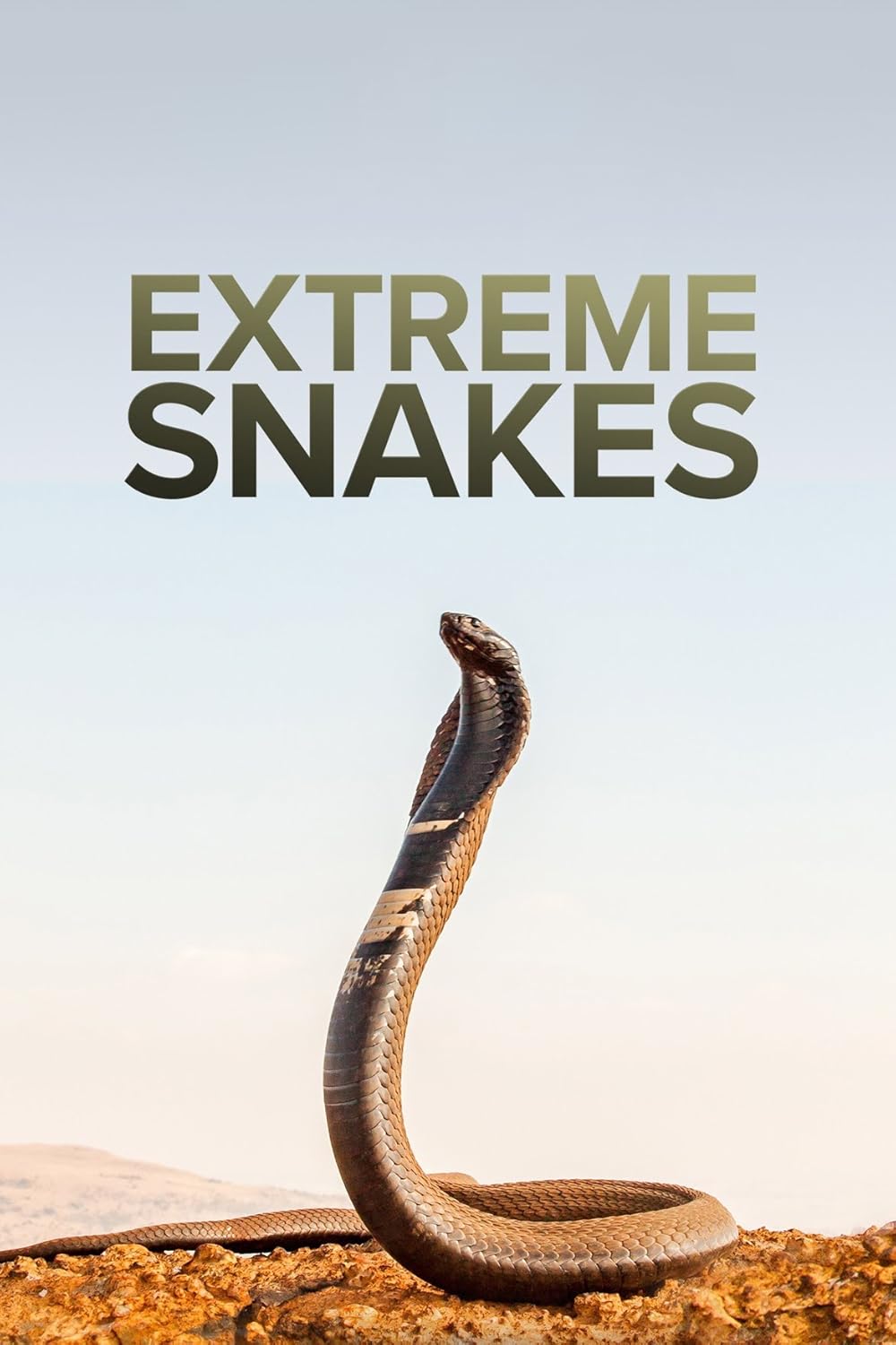 Extreme Snakes 