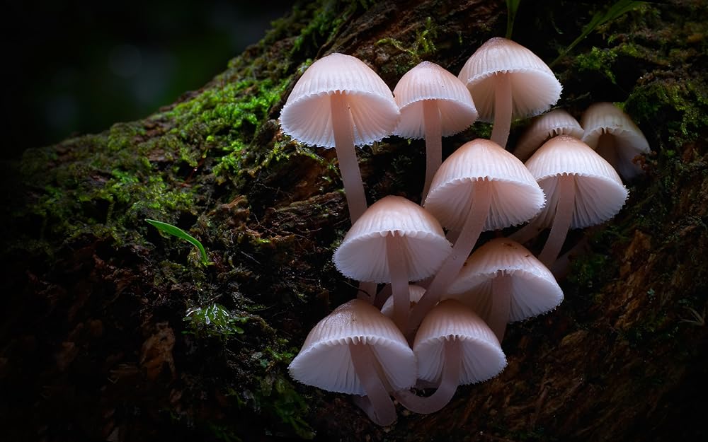 Fungi: The Web of Life 