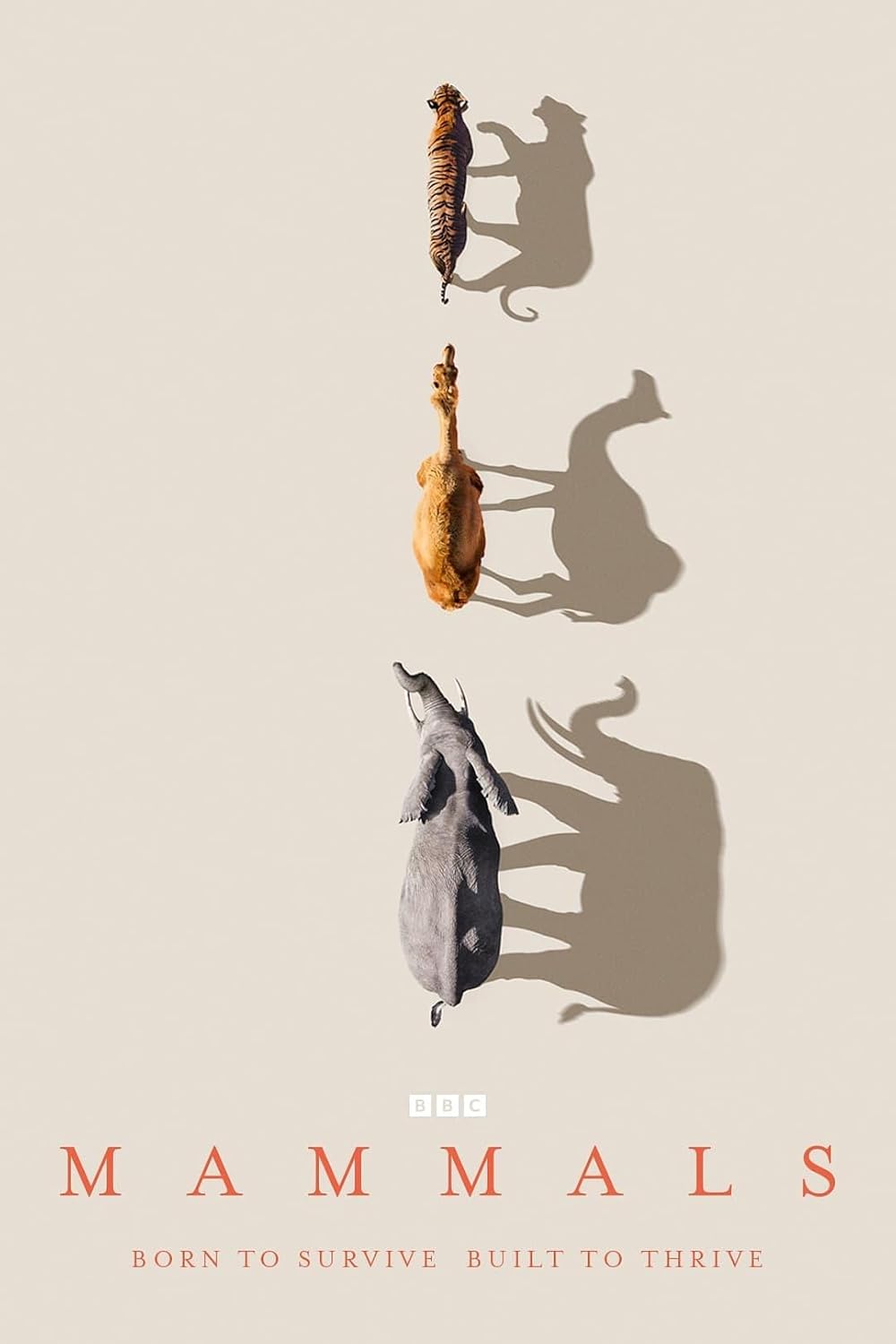 Mammals 