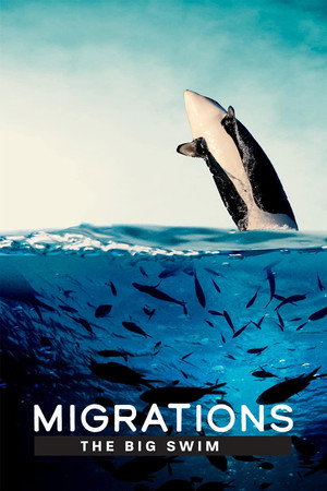 Migrations: The Big Swim 