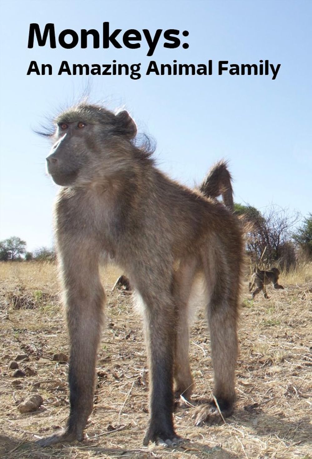 Monkeys: An Amazing Animal Family 