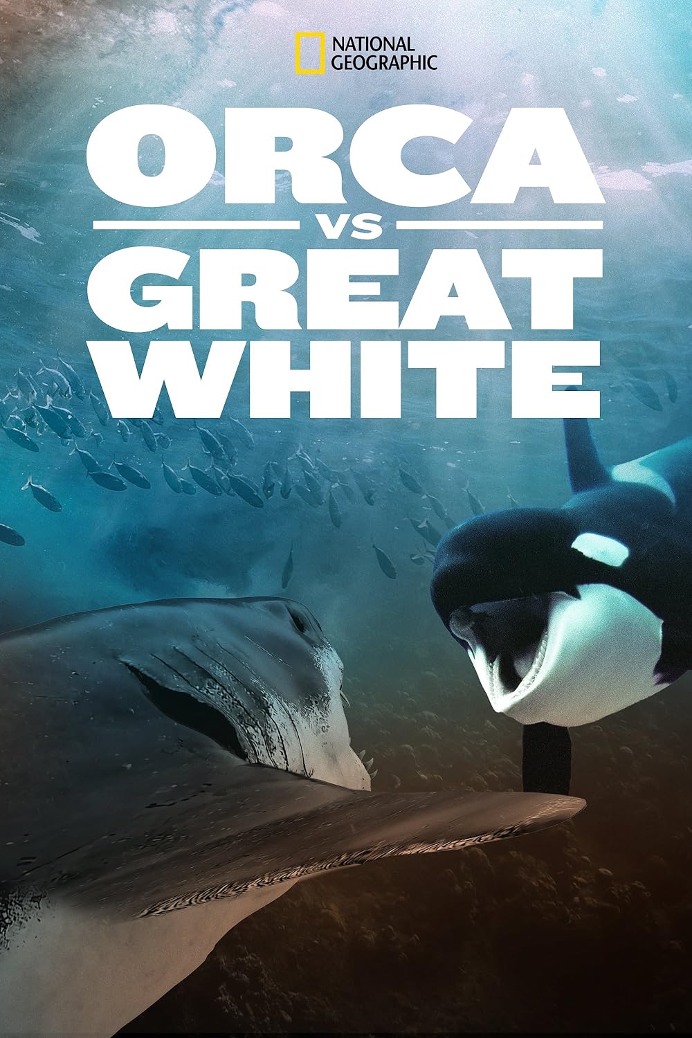 Orca vs. Great White 