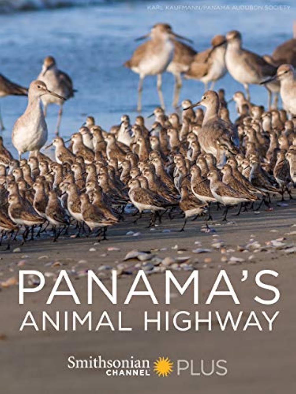 Panama's Animal Highway 