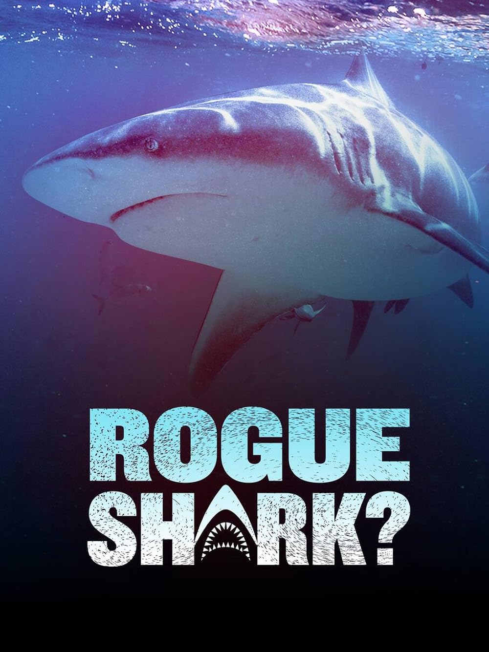 Rogue Shark? 