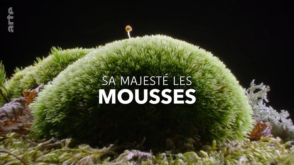 Sa MajestÃ© les mousses 