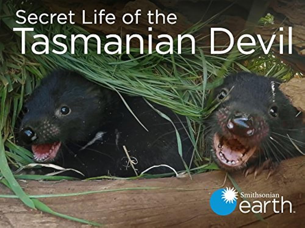 Secret Life of the Tasmanian Devil 