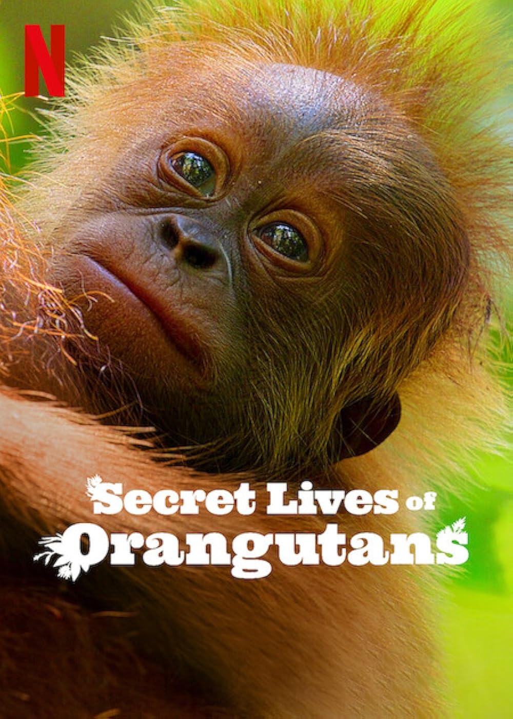 Secret Lives of Orangutans 