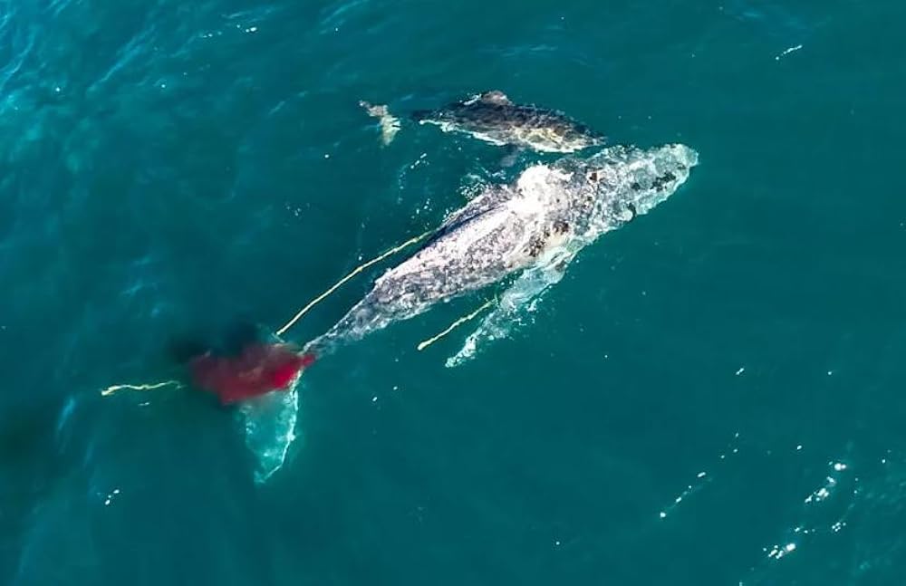 Shark vs. Whale 