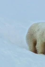 Snow Bears 