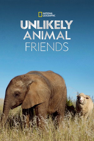 Unlikely Animal Friends 