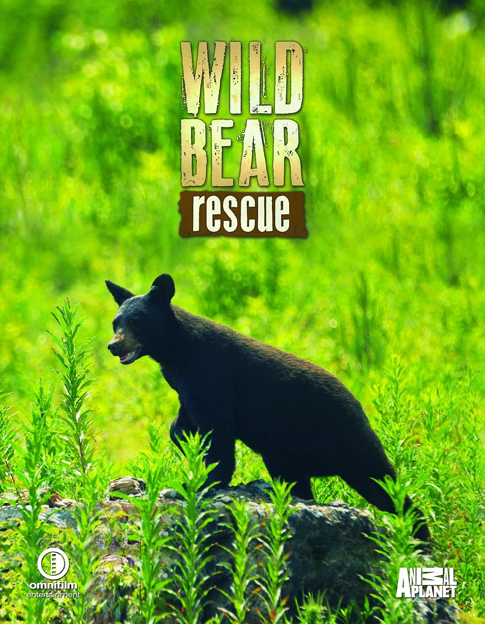 Wild Bear Rescue 