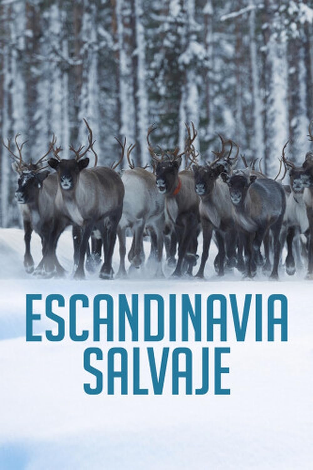 Wild Scandinavia 