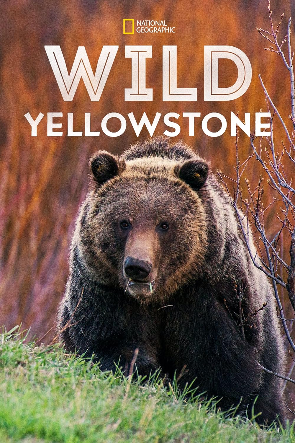 Wild Yellowstone 