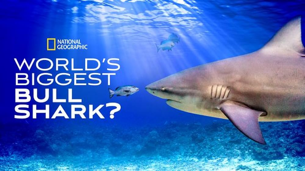 World's Biggest Bull Shark 
