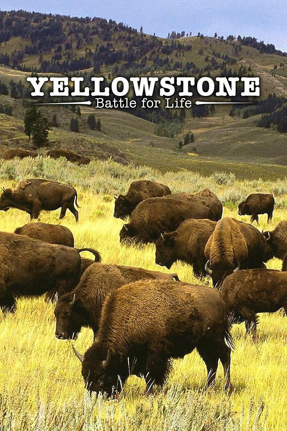 Yellowstone 